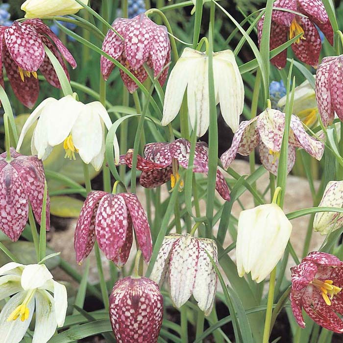 Fritillaria 'Meleagris Mixed' (8 Bulbs Per Pack)