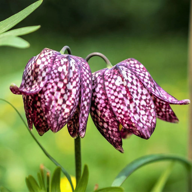 Fritillaria Meleagris (25 Pack)