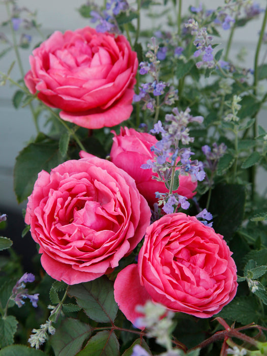 Raspberry Parfuma Kordes Rose 5 Litre