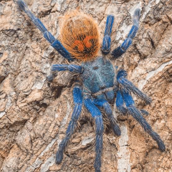 Greenbottle Blue Tarantula | Chromatopelma cyaneopubescens s/med