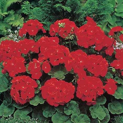 Geranium 'Moulin Rouge' F1 Hybrid