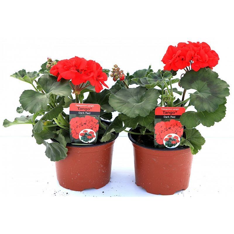 Geranium 13cm Mix