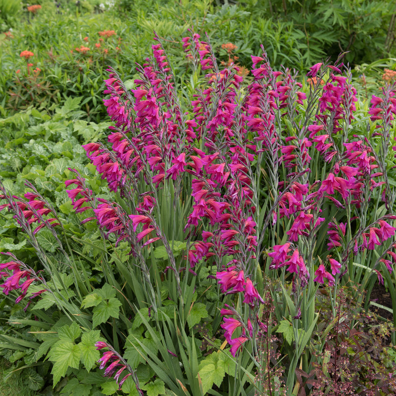 Gladiolus communis Ssp Byzantinus (10 Bulbs Per Pack)