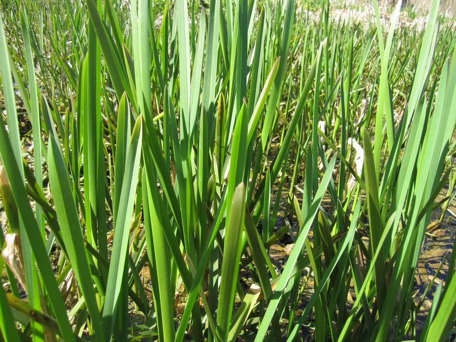 Glyceria maxima | Reed Sweet-Grass P9