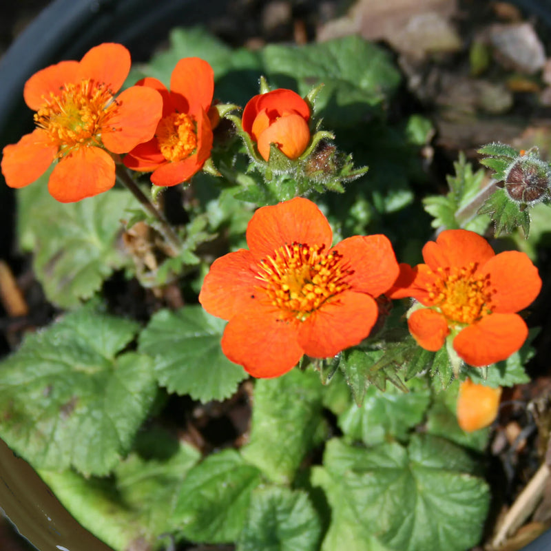 Geum Koi Dark Orange (9cm)