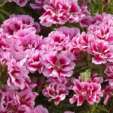 Clarkia 'Rembrandt'