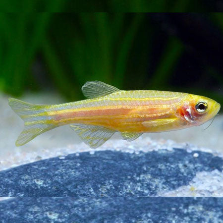 Golden Zebra Danio (Lg)