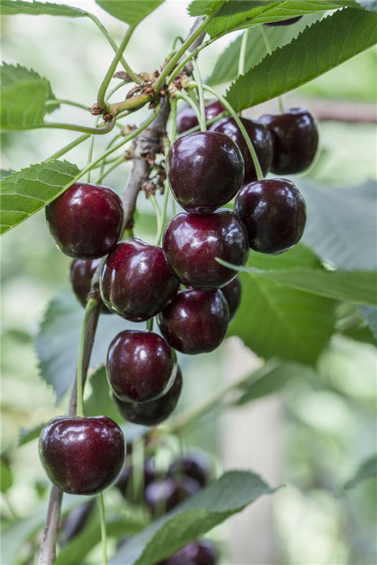 Sweet Cherry Tree | Prunus Avium 'Regina' (2 Litres)