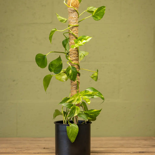 Esschert Coir Plant Support Stick – Small