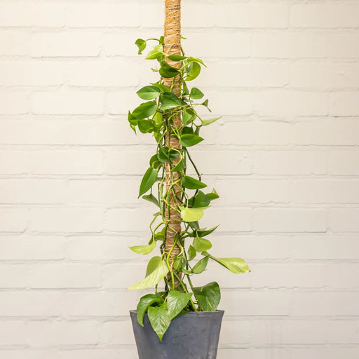 Esschert Coir Plant Support Stick – Large