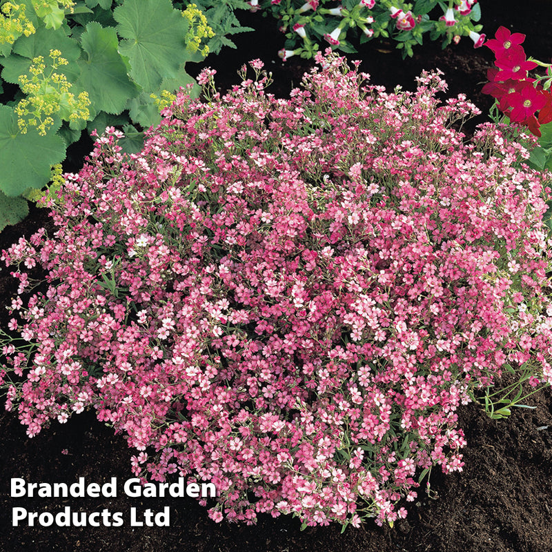 Gypsophila Elegans 'Rose'