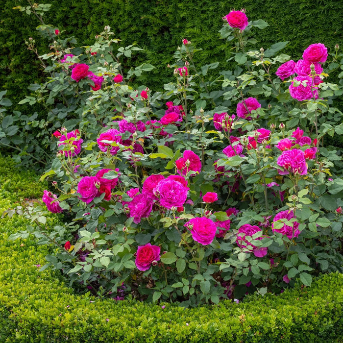Gabriel Oak David Austin Fragrant Rose 6 Litre