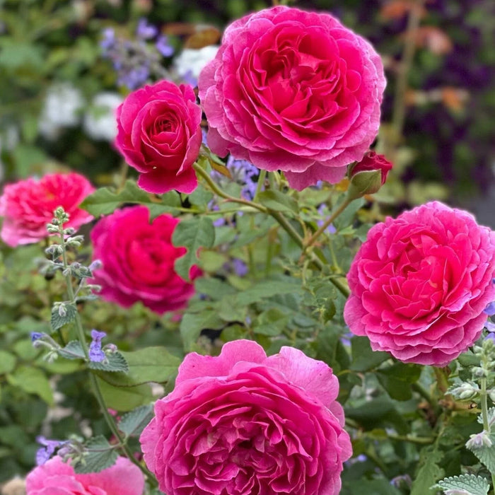 Gabriel Oak David Austin Fragrant Rose 6 Litre
