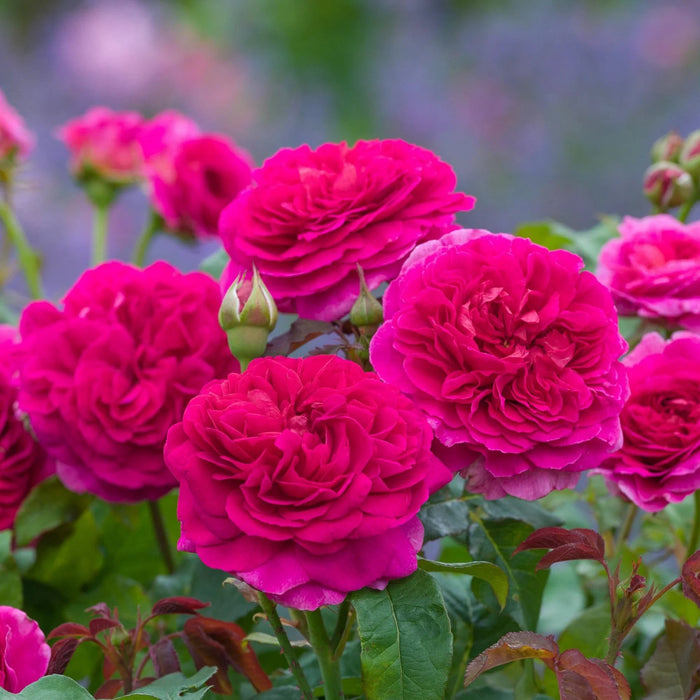 Gabriel Oak David Austin Fragrant Rose 6 Litre