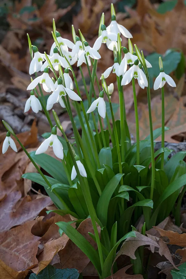 Galanthus Woronowii Ikariae | Snowdrops (10 Pack)