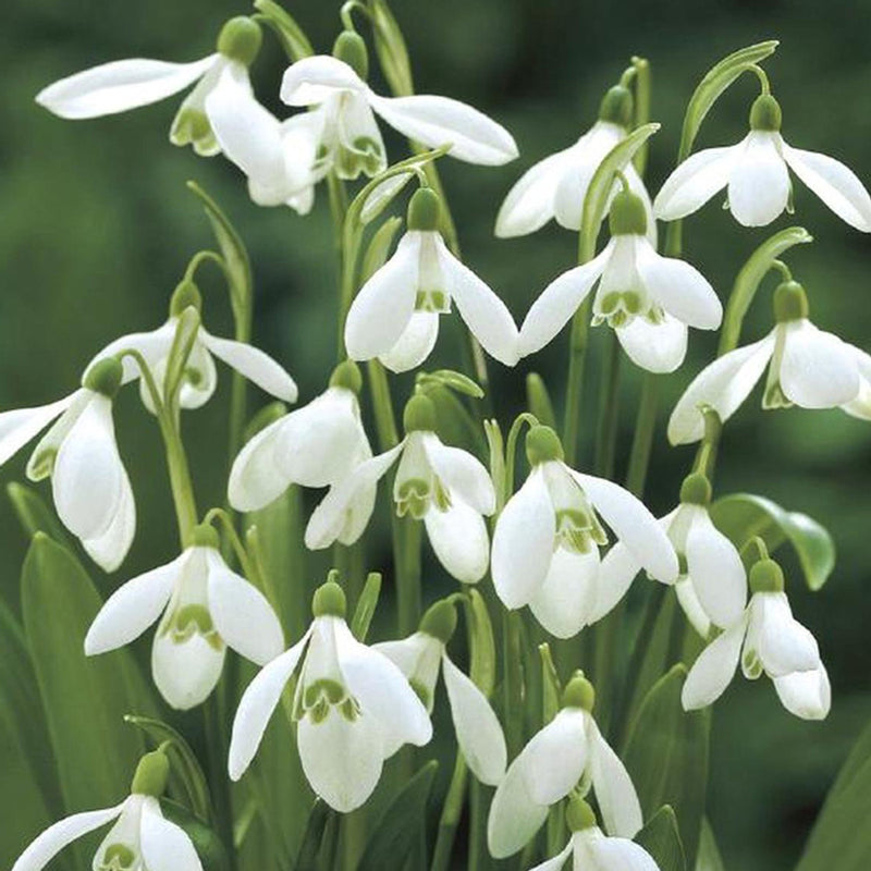 Galanthus Woronowii | Snowdrops (35 Pack)
