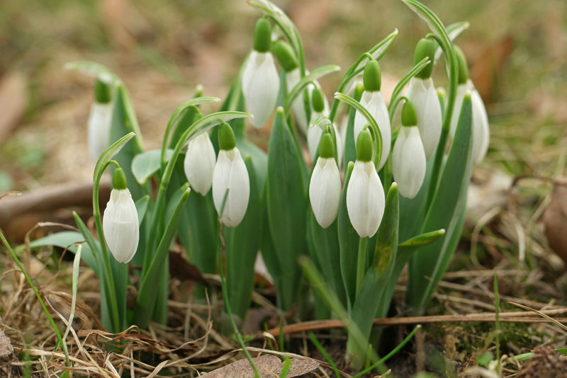 Galanthus Elwesii | Snowdrops Elwesii (6 Pack)