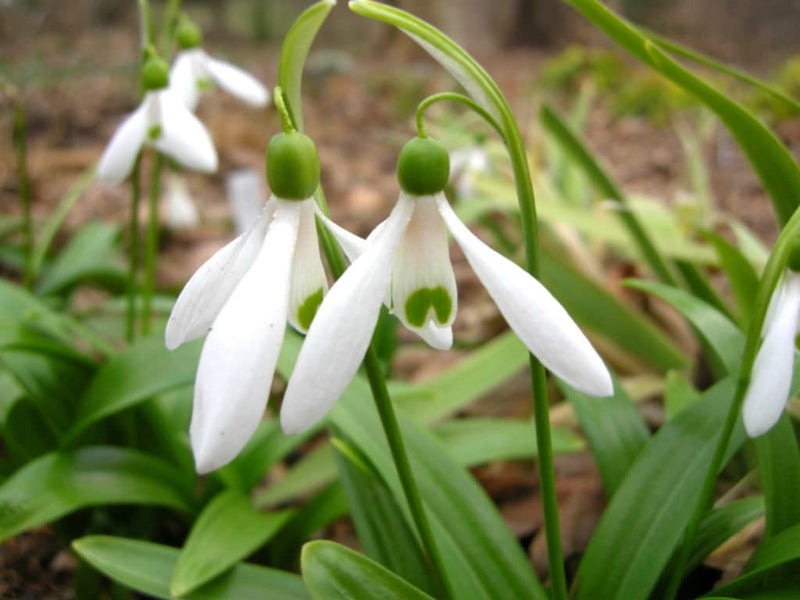 Galanthus Woronowii | Snowdrops (20 Pack)