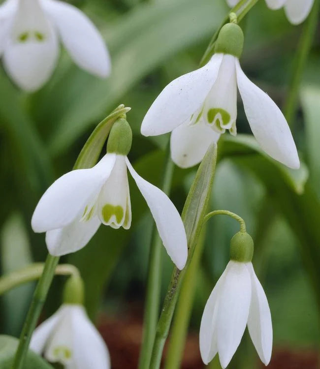 Galanthus Elwesii | Snowdrops Elwesii (6 Pack)