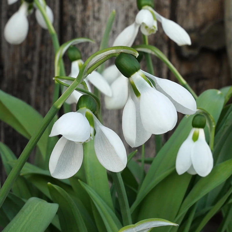 Galanthus elwesii 'Polar Bear' (3 bulbs)