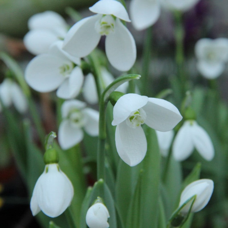 Galanthus elwesii 'Polar Bear' (3 bulbs)