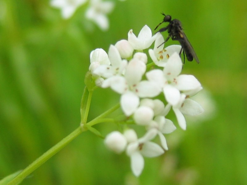Galium palustre | Marsh Bedstraw P9