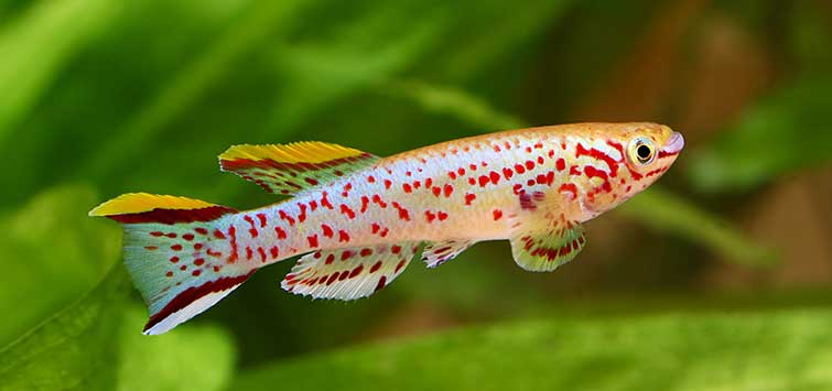 Gardner's Killifish