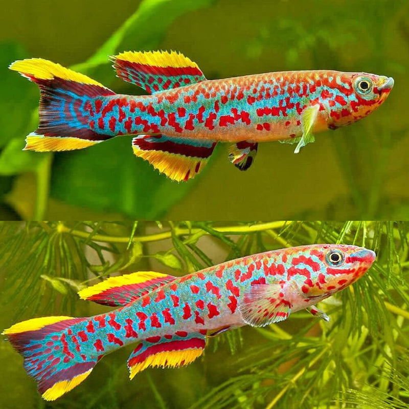 Gardner's Killifish
