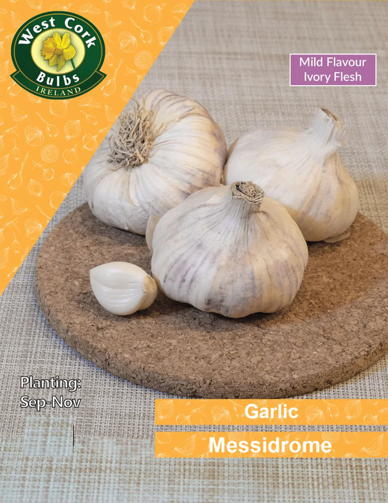 Garlic Messidrome (3 Cloves Per Pack)