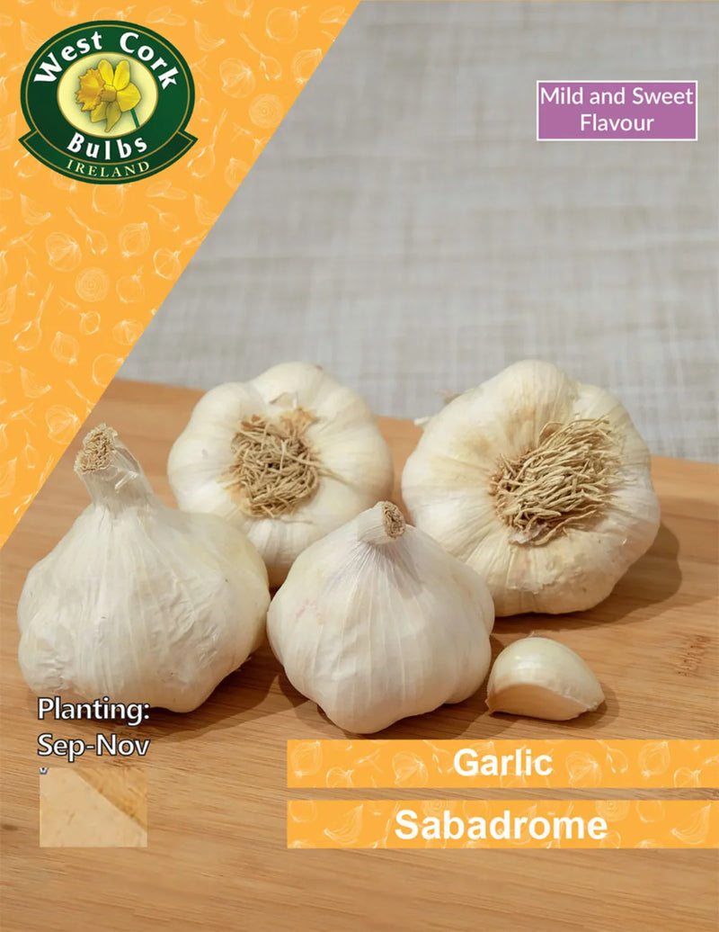 Garlic Sambadrome (3 Cloves Per Pack)