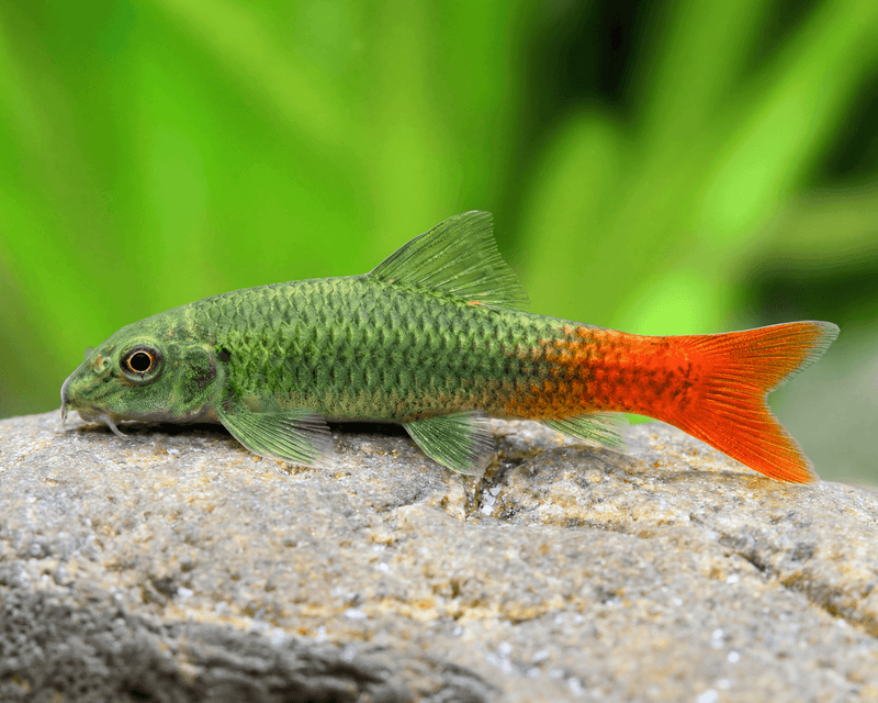 Garra Redtail 3-4cm