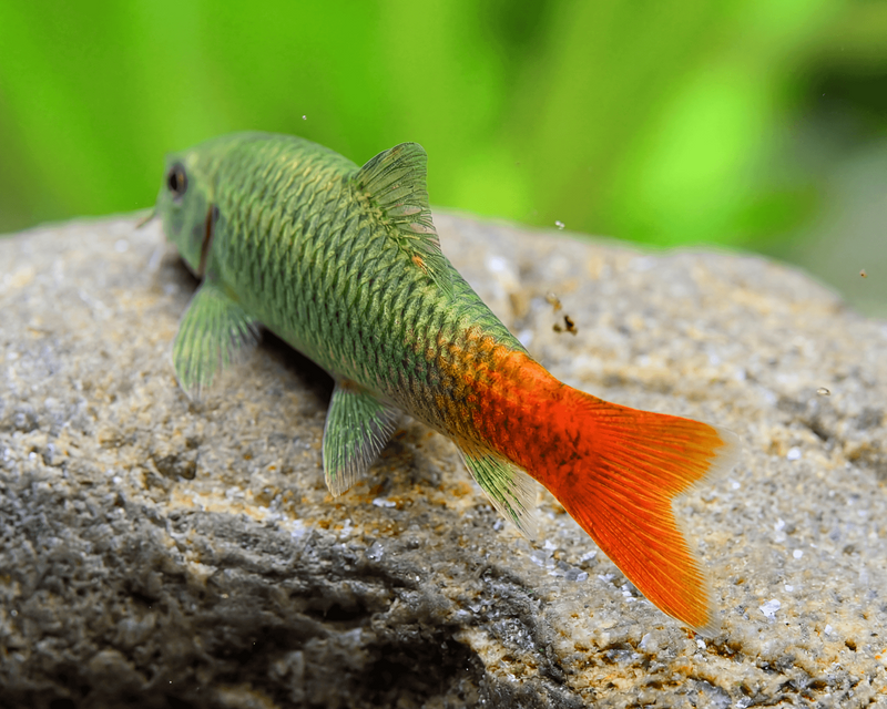 Garra Redtail 3-4cm