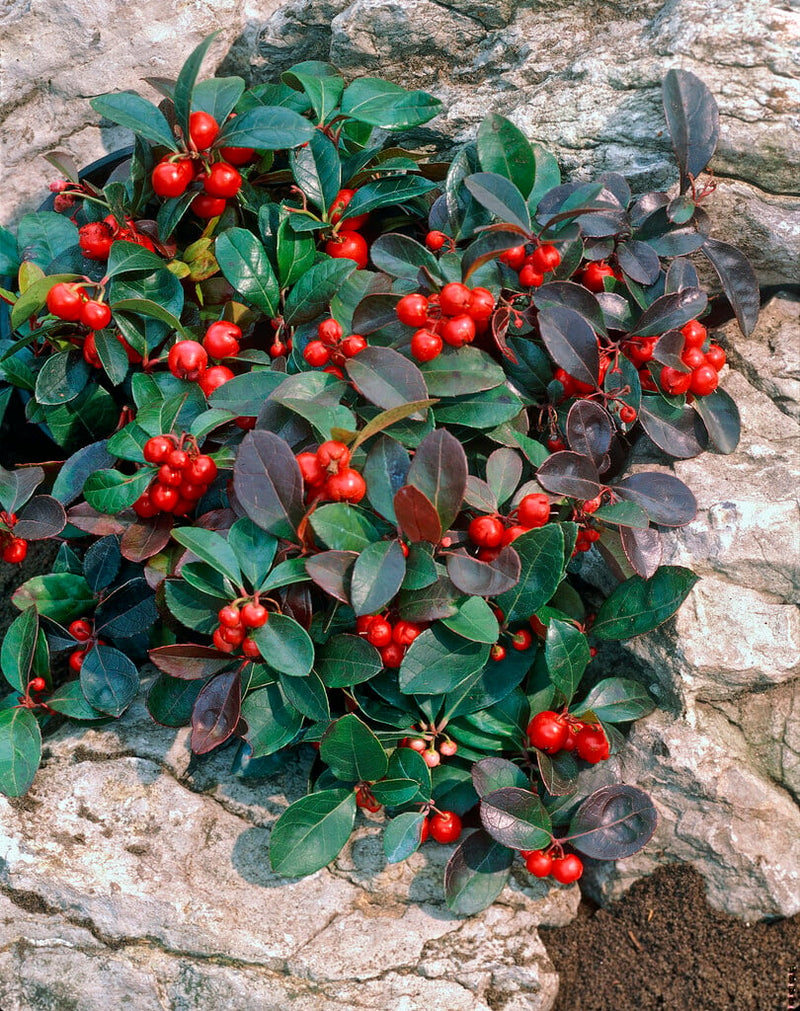 Gaulteria procumbens 9cm