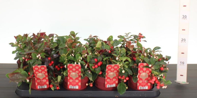 Gaultheria procumbens ‘Big Berry’ P12