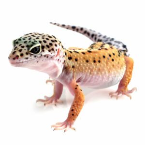 Leopard Gecko