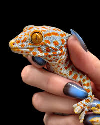 Gecko tokay het calico
