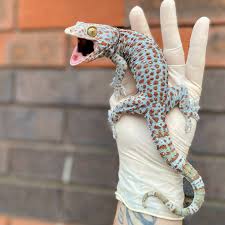 Gecko tokay het calico