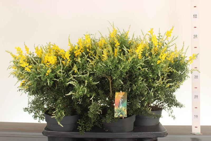 Genista spachiana P12