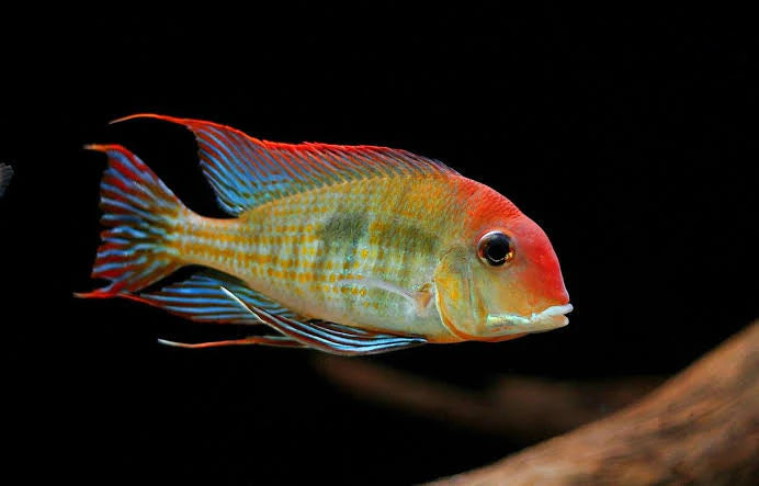 Geophagus Tapajo | Tapajos Eartheater