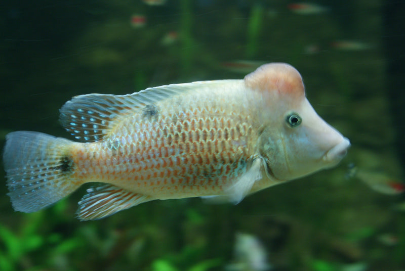 Geophagus steindachneri | Red Hump Eartheater