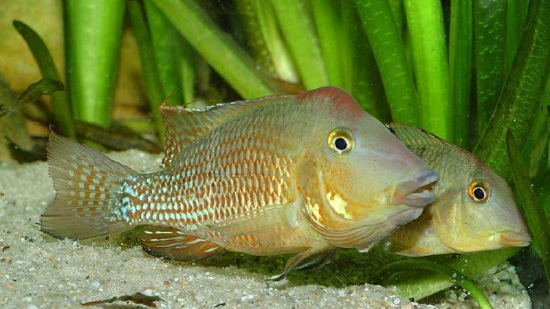Geophagus steindachneri | Red Hump Eartheater