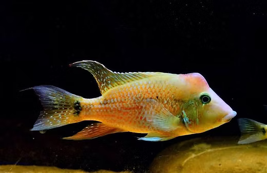Geophagus steindachneri | Red Hump Eartheater