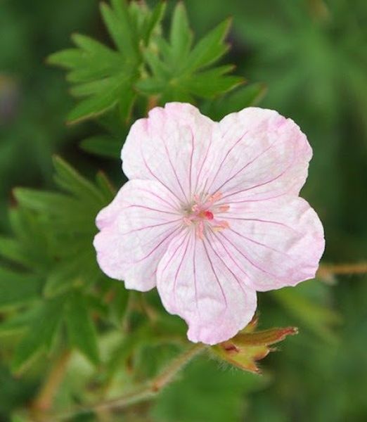 Geranium ‘Vision Pink’ showing its spreading habit and foliage