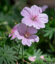 Geranium sanguineum ‘Vision Pink’ flowering in a garden