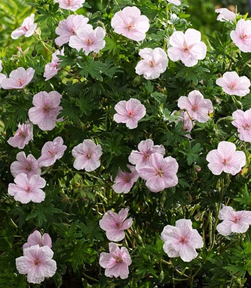 Pink, dark-veined flowers of Geranium ‘Vision Pink’