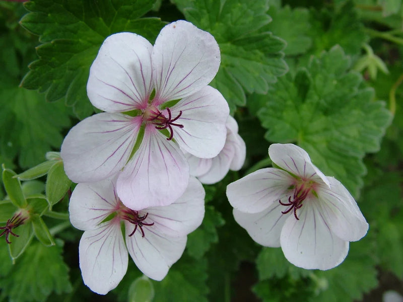 Hardy Geranium 'Coombland White' – Geranium 'Coombland White'