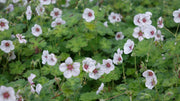Hardy Geranium 'Coombland White' – Geranium 'Coombland White'