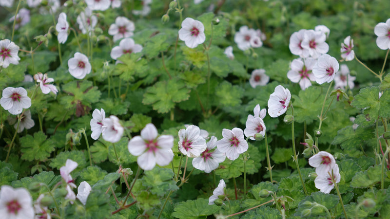 Hardy Geranium 'Coombland White' – Geranium 'Coombland White'