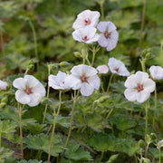 Hardy Geranium 'Coombland White' – Geranium 'Coombland White'