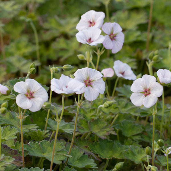 Hardy Geranium 'Coombland White' – Geranium 'Coombland White'